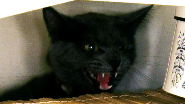 My Cat From Hell: Hellish Cat Supercut