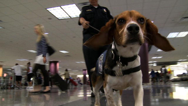 Small Dogs, Big Jobs