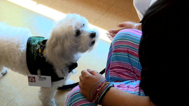 Small Dogs, Big Jobs