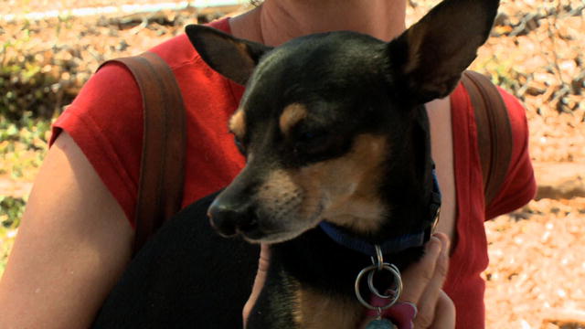 Small Dogs, Big Jobs