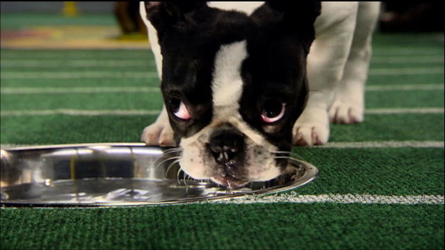 Puppy Bowl