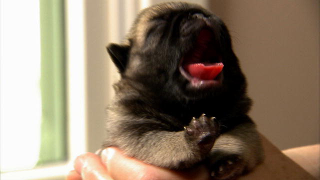 Too Cute!: Bathtime for Baby Pugs : Video : Animal Planet