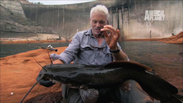 Giant Vundu Caught Under Dam River Monsters Animal