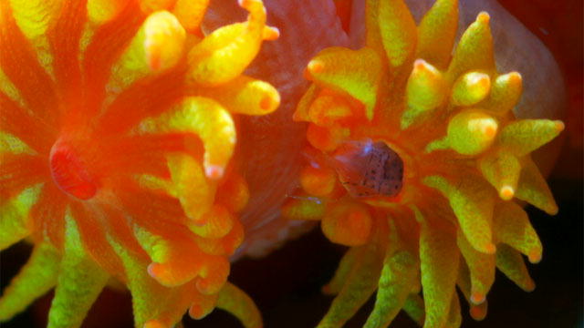 Great Barrier Reef: Coral Nighttime Battle: Animal Planet