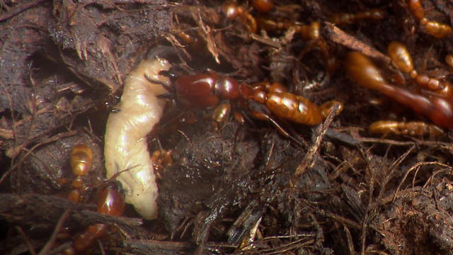 301 Moved Permanently