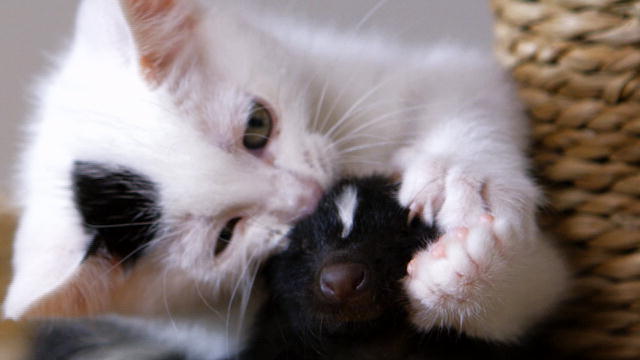 Who Knew Kittens And Skunks Made Such Good Friends? | Too Cute | Animal