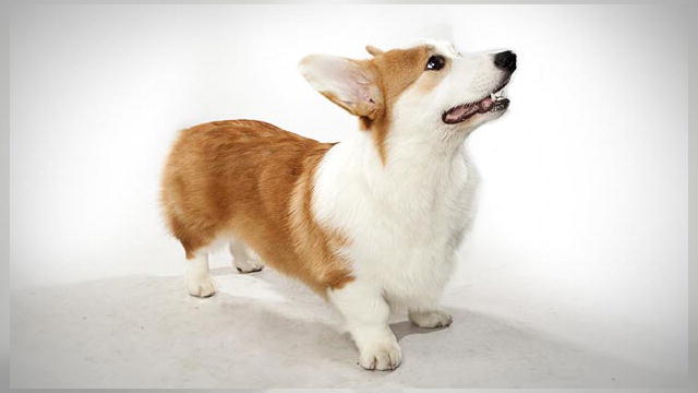 Pembroke Welsh Corgi | Dogs 101 | Animal Planet