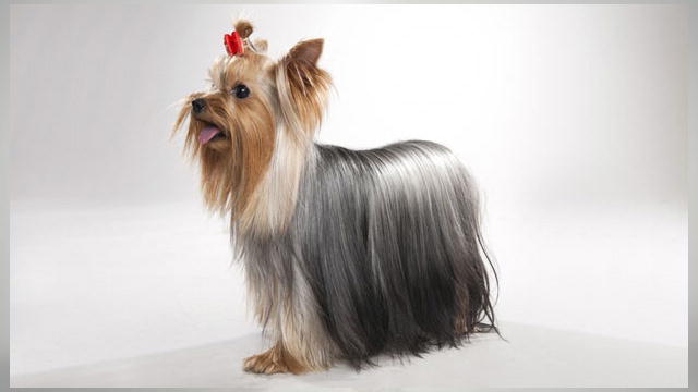yorkie dogs 101 terrier dogs 101 animal planet yorkie dogs 101 terrier dogs 101 animal planet