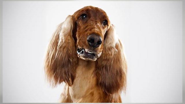 Setter Dogs 101 | irish setter dogs 101 animal planet Setter Dogs 101 | irish setter dogs 101 animal planet