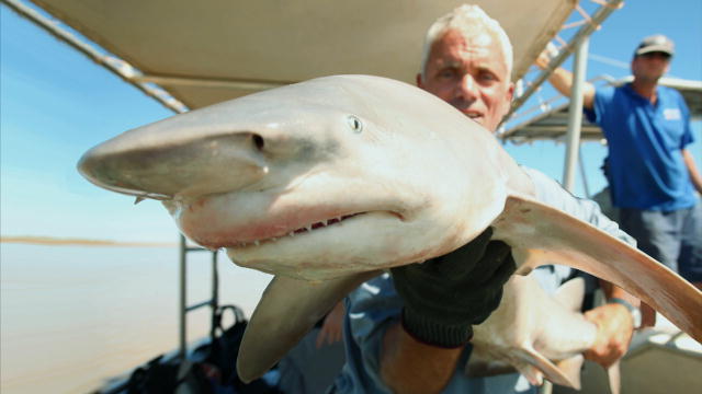 Fan Favorite: Rare Glyphis Shark Filmed | River Monsters ...