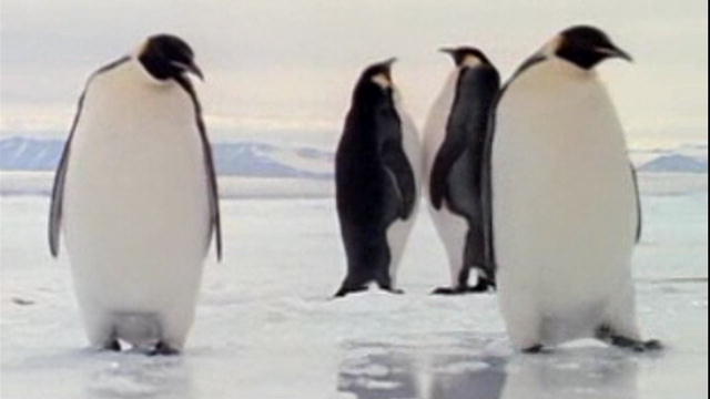 Emperor Penguin Dads