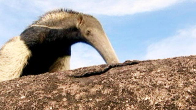 wild republic anteater