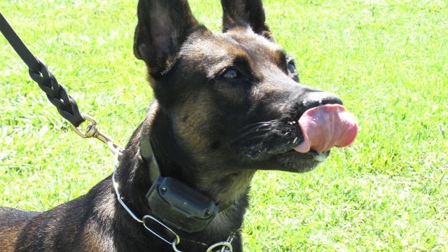 Belgian Malinois