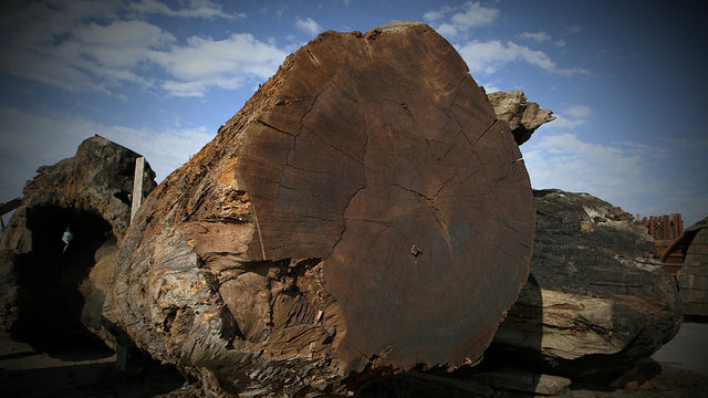 right-lumber-for-the-job-redwood-kings-animal-planet