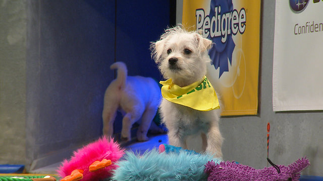 Keno puppy bowl
