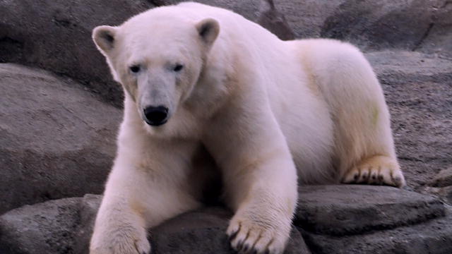 Health: Polar Bear Visit