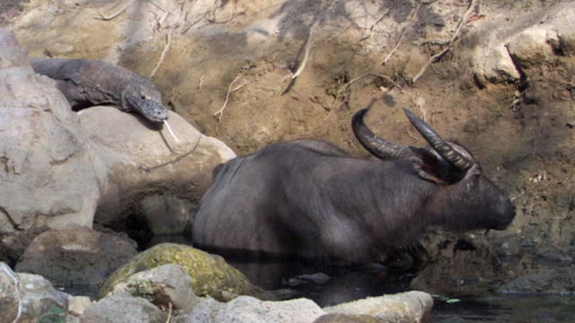 Komodo Dragons Hunt Buffalo