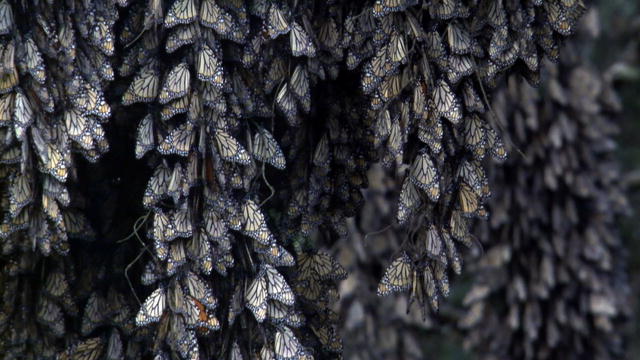 Life: Monarch Butterfly Winter Migration : Video : Discovery Channel