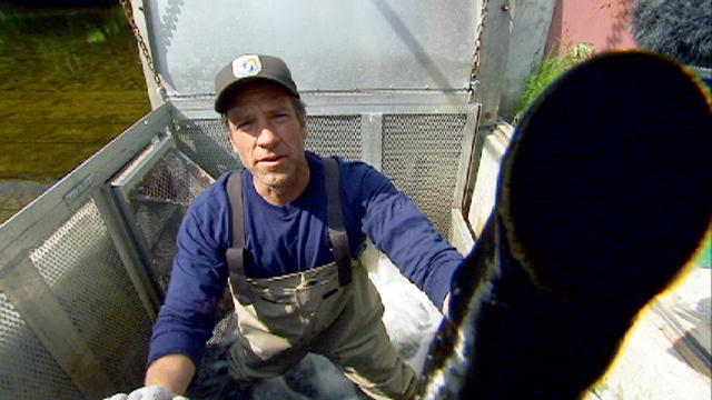 Dirty Jobs: No Love for Lampreys : Video : Discovery Channel
