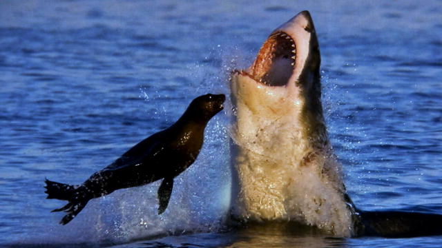 megalodon videos terrorist boat attack south africa april 2013 online