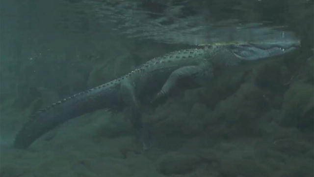 North America: Everglades National Park : Video : Discovery Channel