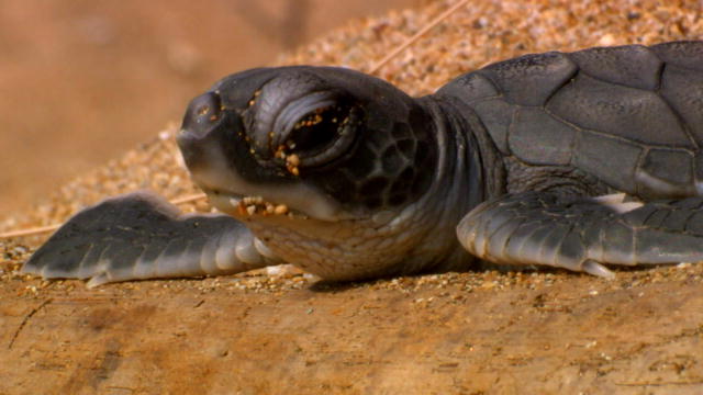 Baby Turtle Battles Ghost Crab 