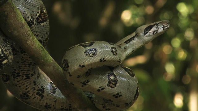 137346816084414096803601197_102NakedAndO