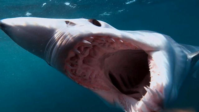 The Fastest Shark in the Ocean
