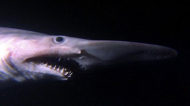 Shark Week: Alien Sharks: Goblin Shark : Video : Discovery Channel