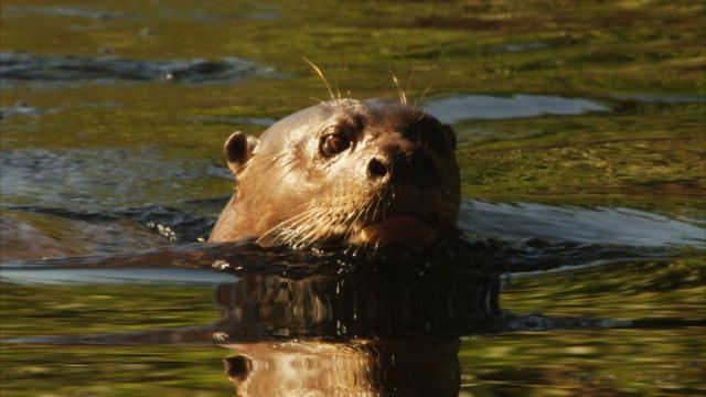 Brazil Gone Wild : Discovery Channel