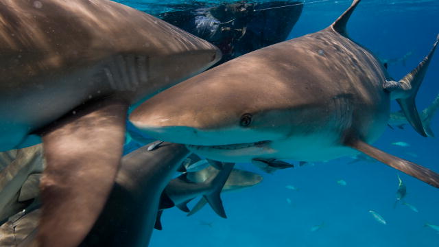 Heartbeats Shark Week Discovery