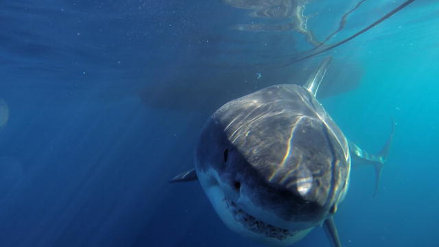 One of the Biggest Great Whites Ever Filmed