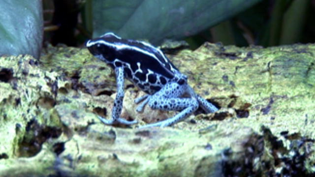 News: Poison Dart Frog : DNews