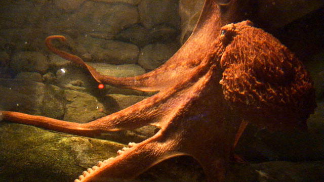 Animals: Giant Pacific Octopus Returns : DNews