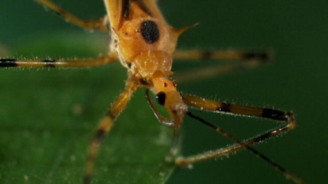 Science: Bugs That Are Scarier Than Cicadas