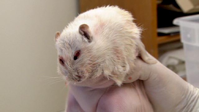 Wild Freaks of Nature