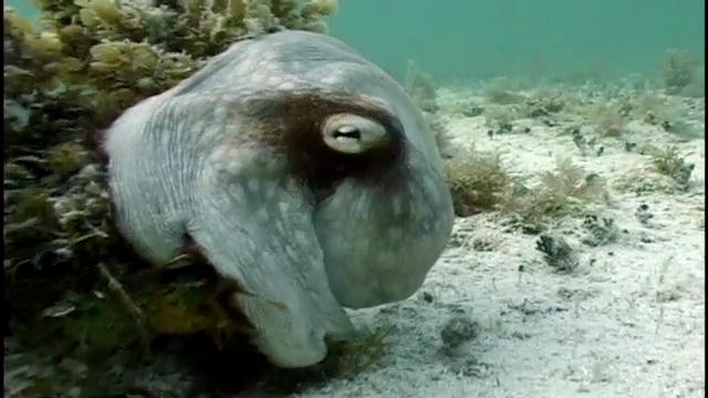 Science: Underwater Chromatophores