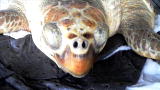 Jeff Corwin Reports from the Gulf: Contaminated Sea Turtle