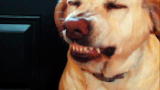 Bad Dog!: Denver's Guilty Grin
