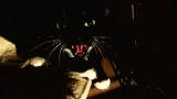 My Cat From Hell: Minibar's Last Stop