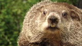 Groundhog Day: Can Groundhogs Really Pre...
