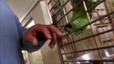 Bad Dog!: Chico the Biting Bird