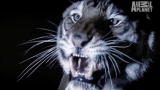 Fatal Attractions: A Tiger in Harlem