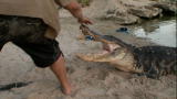 Gator Boys: The Skills to Handle Alligators