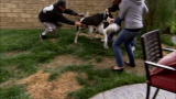Pit Bulls and Parolees: Aggressive Introduction