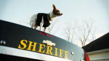 Dog.Friend.Hero.: World's Smallest Drug Sniffing Dog
