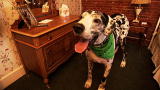 Most Outrageous: Gibson the Great Dane