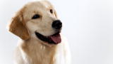 Dogs 101: Golden Retriever : Video : Animal Planet