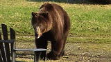 Weird, True & Freaky: Dogs vs. Grizzly Bear
