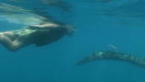 APL Top 25 of All Time: Ocean's Deadliest